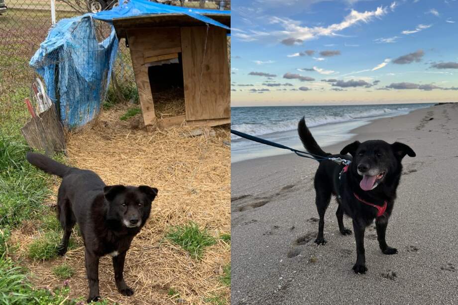 Rusty es un perro mestizo de labrador y chow chow y actualmente tiene entre 10 y 12 años de edad.