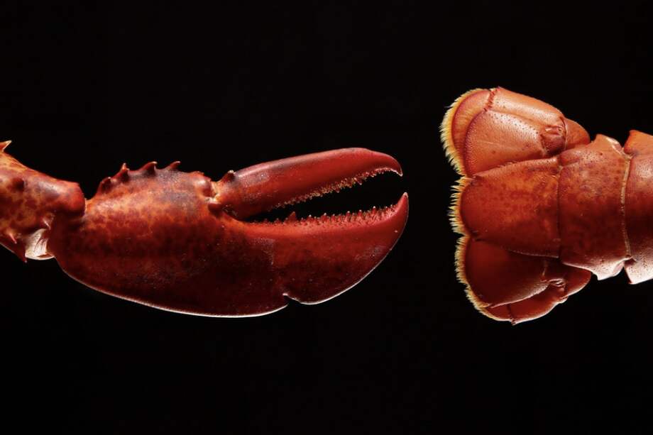 Por el dolor que pueden sentir animales como la langosta, algunos países prohibieron que se hirviera viva para realizar preparaciones con su carne.