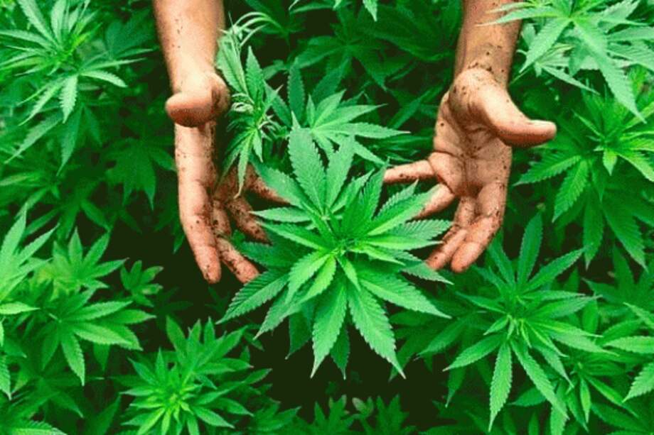 Santos le puso la firma al uso de la marihuana para fines terapéuticos