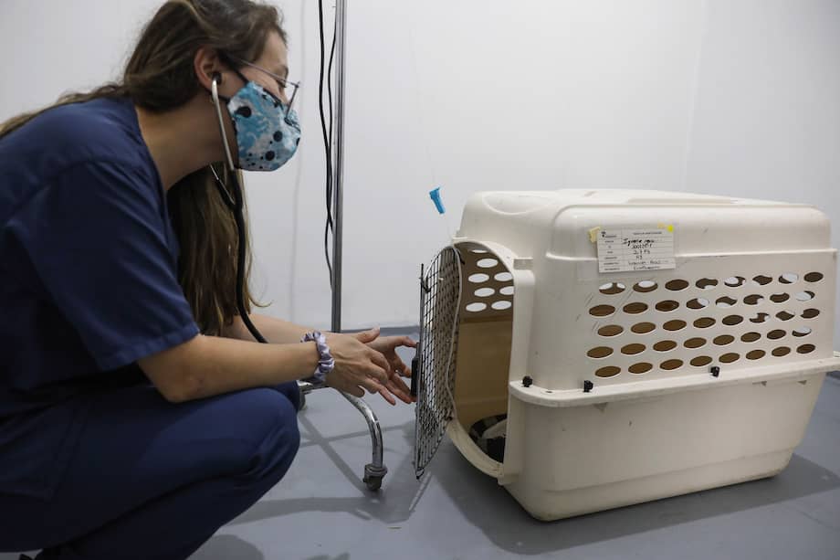 Imagen de referencia. Bajo el cuidado y el monitoreo del Área Metropolitana se encuentran un mono ardilla y un tigrillo lanudo.