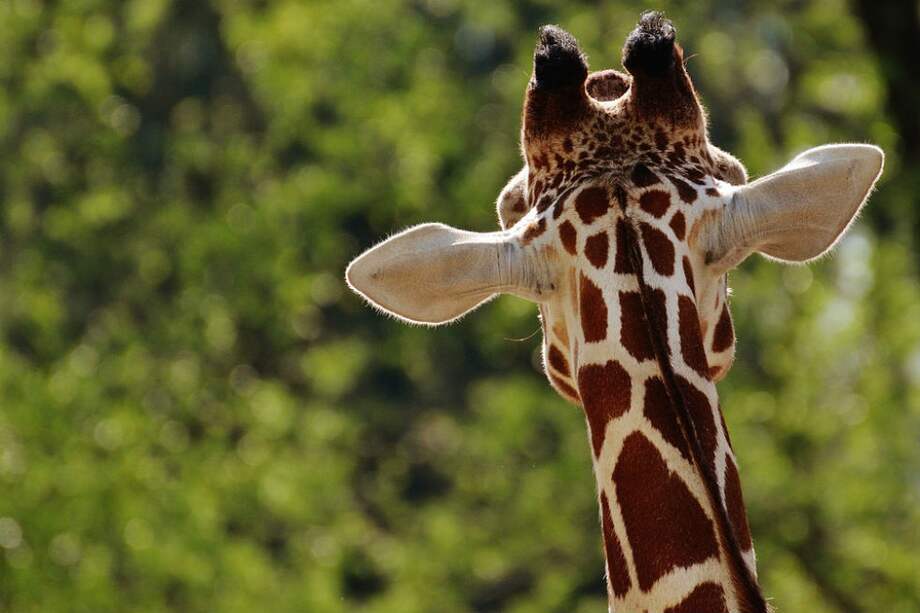 Tomada de Pixabay/Referencia