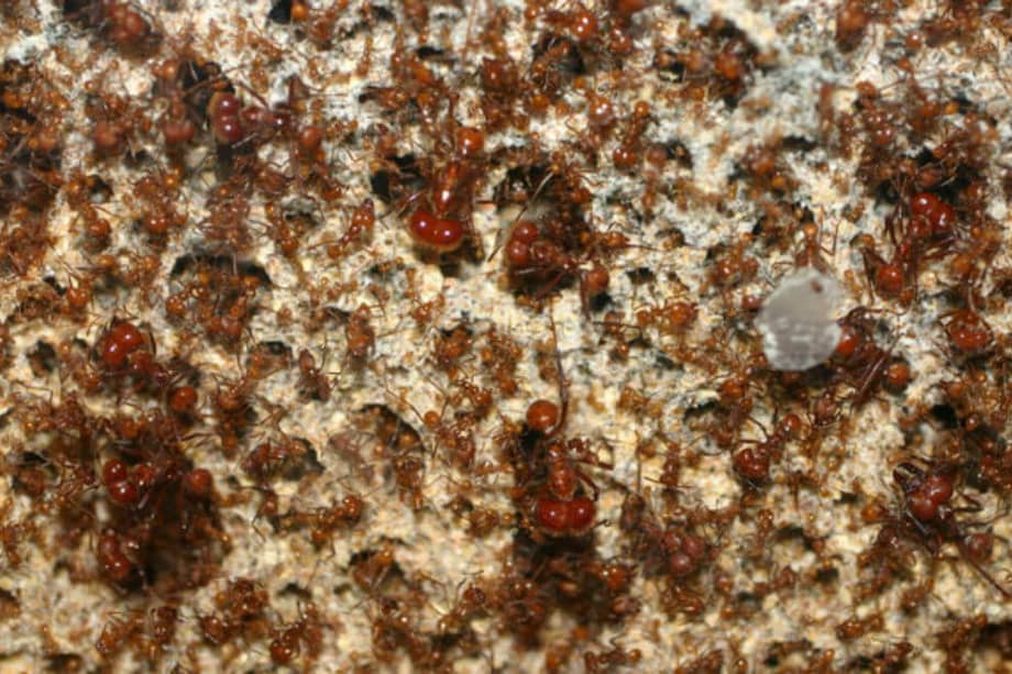 Hormigas cultivadoras de hongos. / / Steve Kett