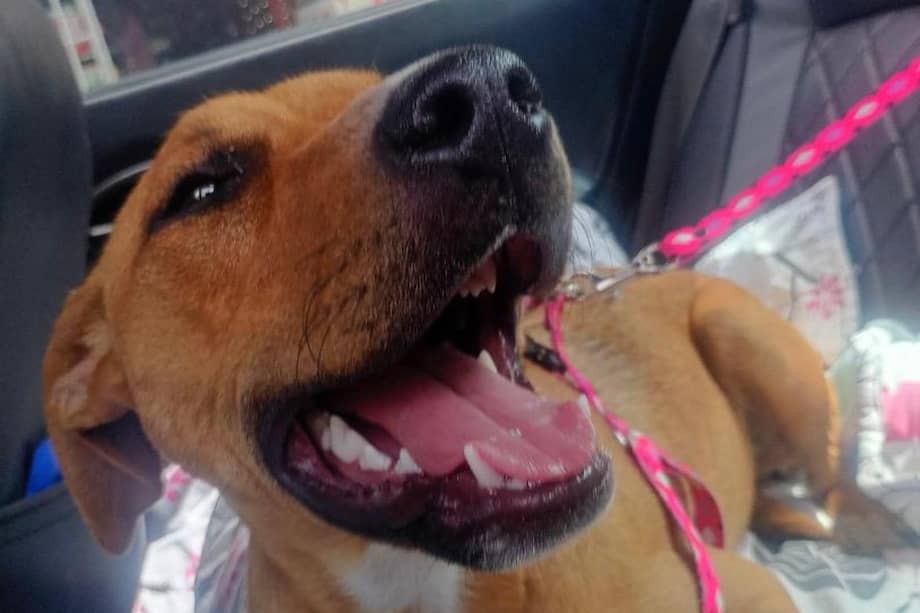 Blue tiene entre ocho y nueve meses de edad y actualmente espera una familia que le brinde un hogar definitivo en Bogotá.