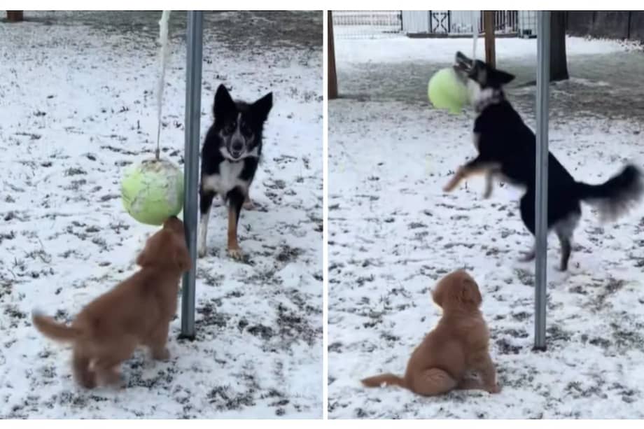 La repercusión del video ha sido ampliamente positiva y ha trascendido TikTok, al punto de que el dúo fue presentado en el programa Good Morning America.