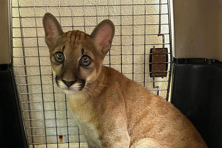 Corantioquia rescató y trató clínicamente en su Hogar de Paso durante más de tres meses a esta puma cachorra.