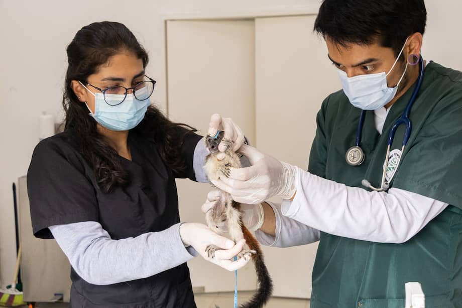 Los cuatro primates que sobrevivieron se encuentran bajo observación de Cornare, pues presentaban afectaciones críticas de salud.