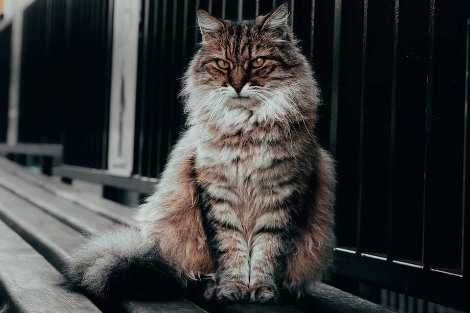 Este es un felino siberiano. Se cree el origen de esta raza se dio en Rusia y Ucrania.