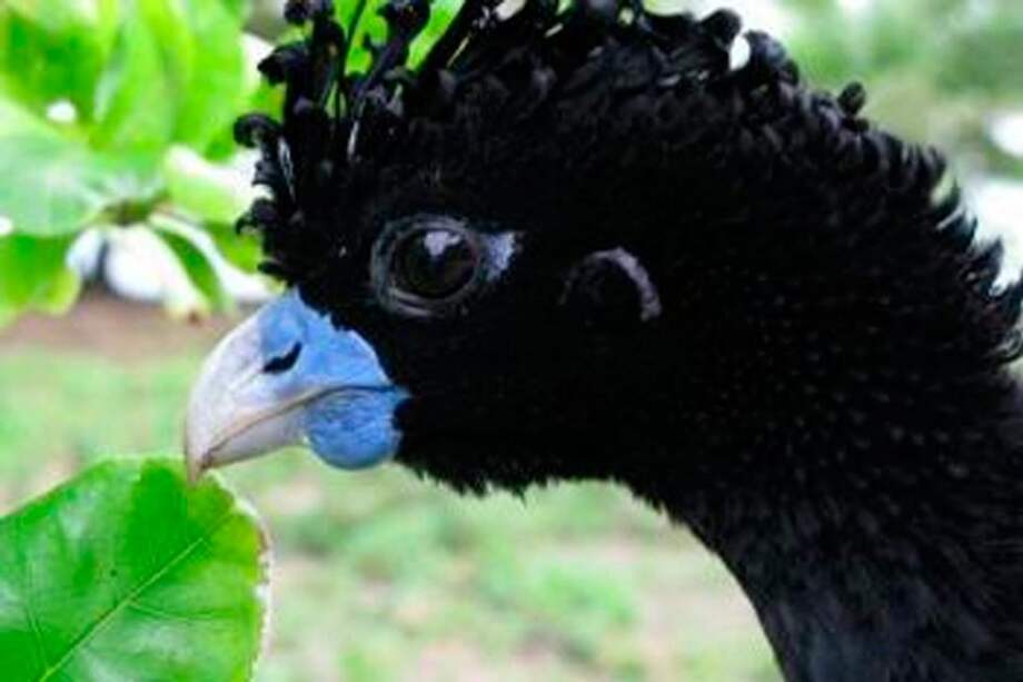 El paujil, en peligro de extinción