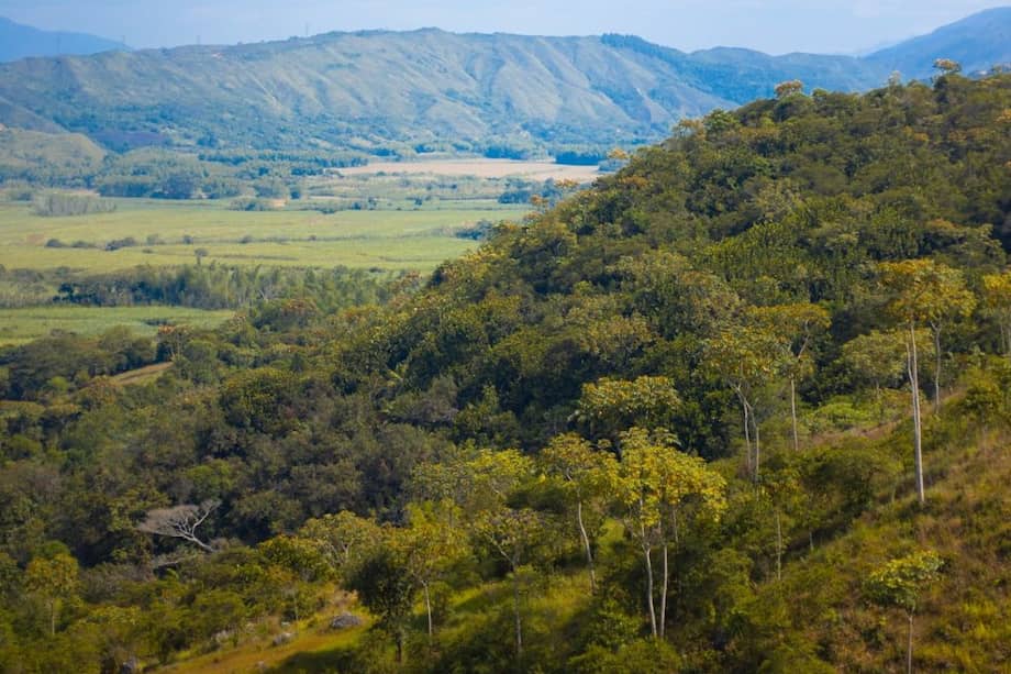 Imagen de referencia. El alcalde de Jamundí confirmó la muerte de la tercera persona que había sido secuestrada este fin de semana, al parecer, mientras hacían un paseo por la zona rural del municipio.