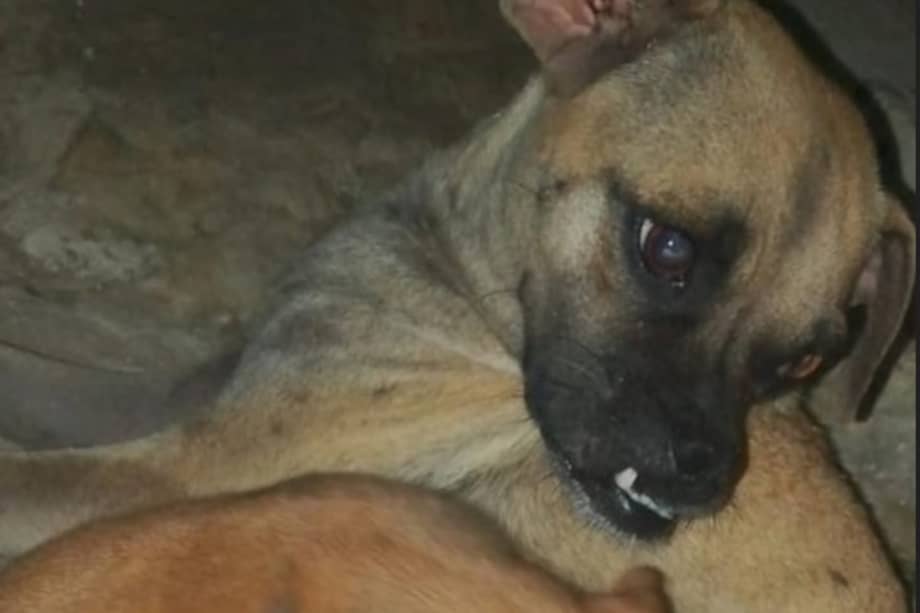 La perrita nunca se separó de sus cachorros mientras sobrevivía en las calles de Barranquilla.