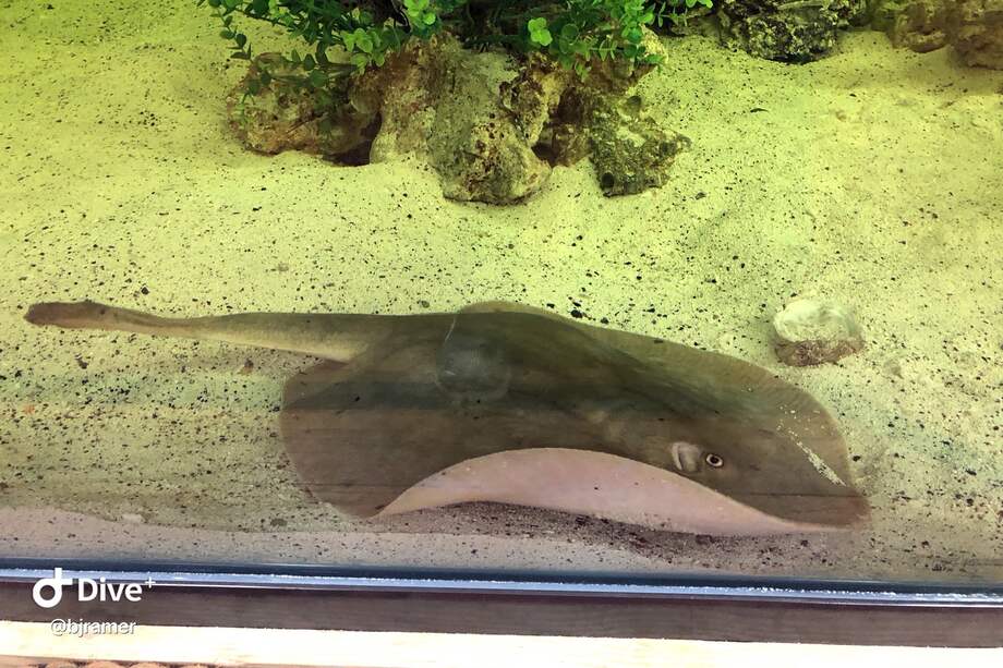 La mantarraya que quedó embarazada sin intervención de un macho.