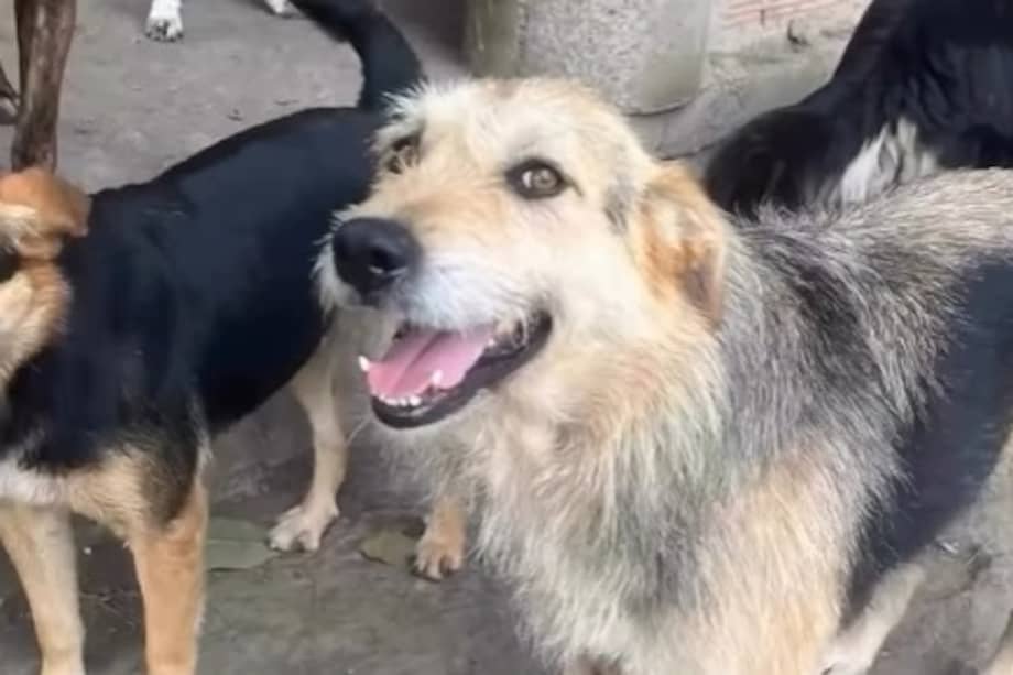 El consumo mensual del refugio supera las tres toneladas de alimento, una cifra difícil de sostener sin apoyo ciudadano.