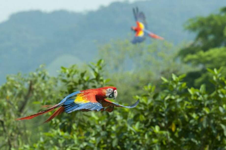 Liberan a 30 guacamayas rojas en reserva ecológica del sureste de México