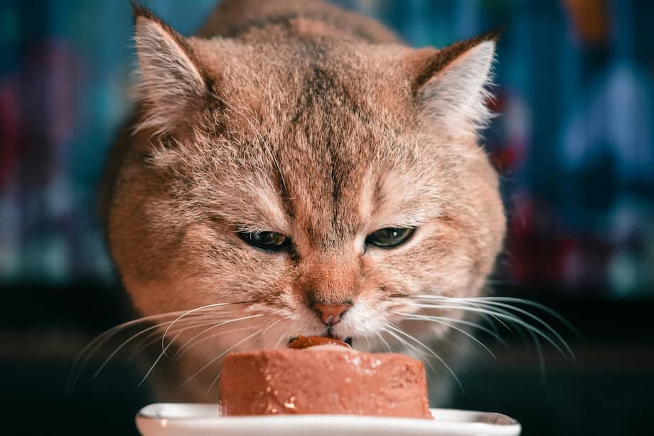 Los concursos de comer son un deporte cada vez más popular entre las mascotas en Tailandia.