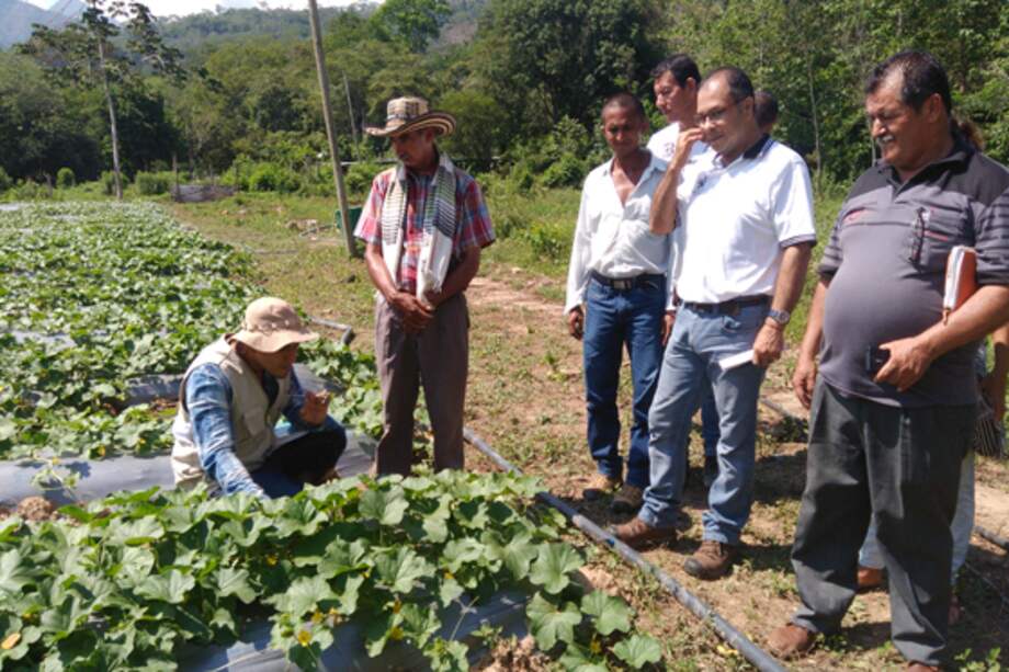 Édgar en su cultivo de melones