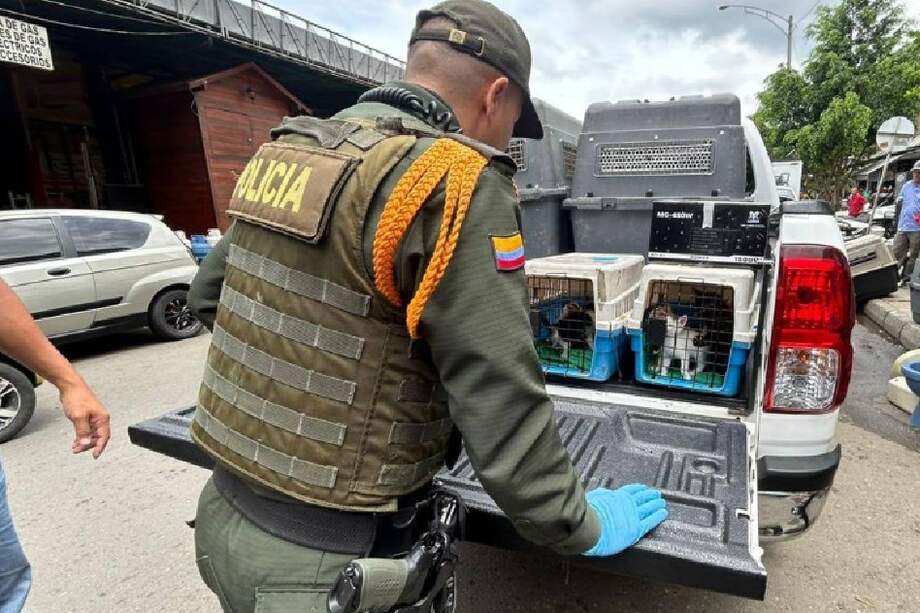 Durante la jornada, las autoridades verificaron posibles casos de maltrato y tráfico ilegal de especies silvestres.