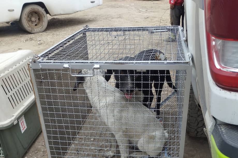 El cuidador entregó a los caninos voluntariamente.