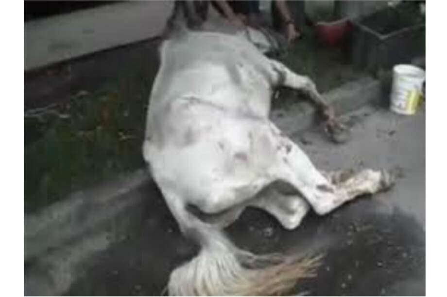 Continúa el maltrato contra los animales. / Archivo