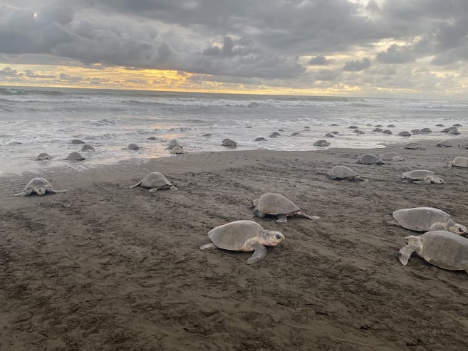 Las tortugas marinas están en riesgo. Aquí hay una estrategia para proteger sus viajes