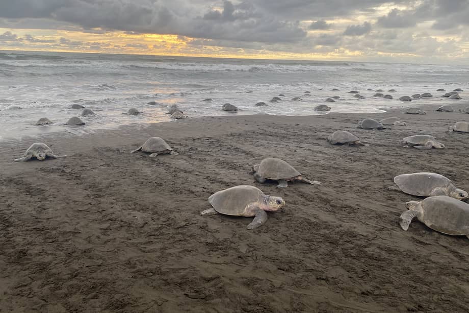 Tortuga olivacea / Eliécer Núñez Durá.