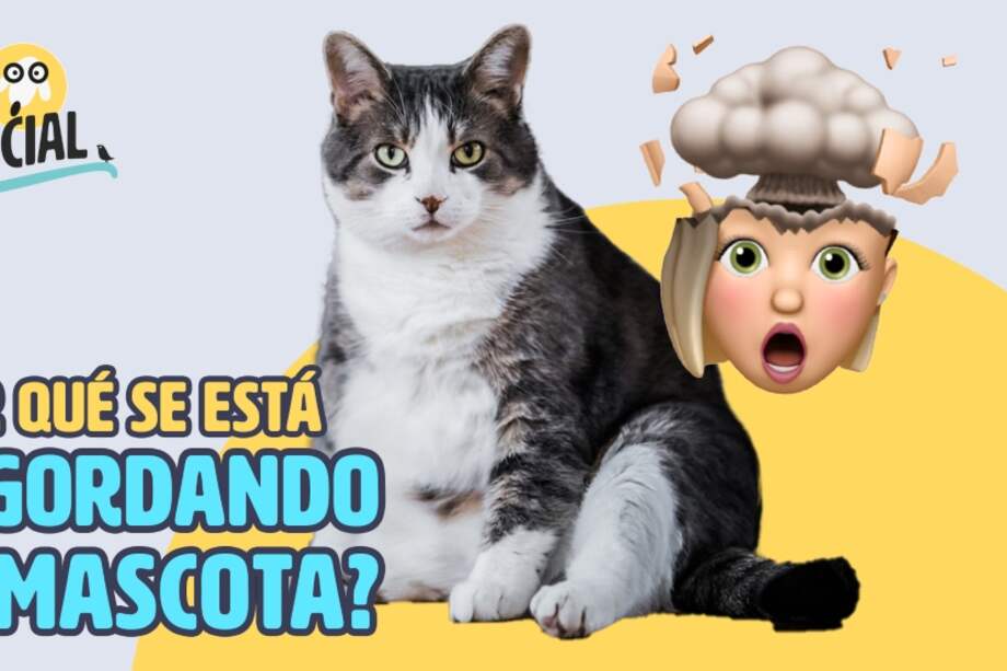 Por estos días hay muchas mascotas con sobrepeso; no sobrealimente a su perro o gato, no es bueno para su salud.