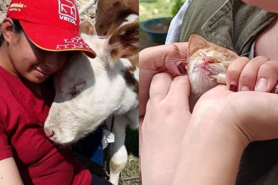 Mientras continúan las labores de recuperación en las zonas afectadas, organizaciones buscan que los animales también sean incluidos en la respuesta a la emergencia.