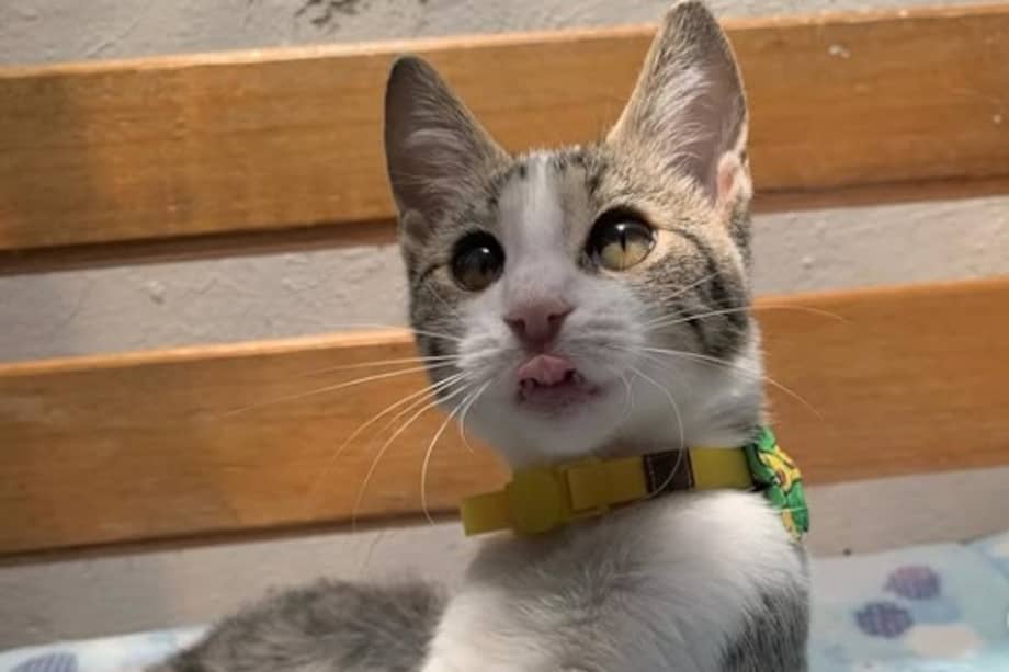 Cada tatuaje ayudará a financiar la esterilización de más de 1.000 animales en Córdoba.