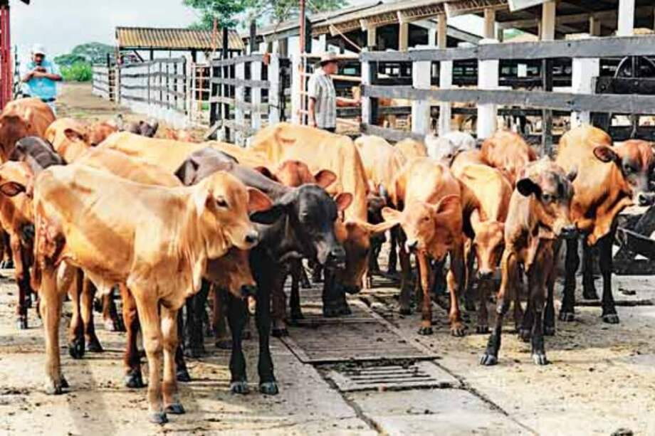 Ganaderos piden medidas al Gobierno para afrontar ‘El Niño’