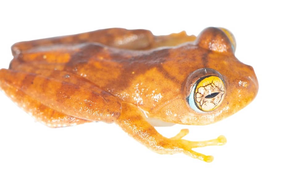 Individuo de una "Boophis burnhamae" sp. nov., hallado en Madagascar.