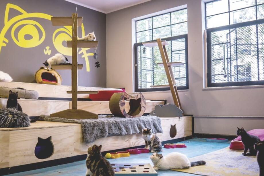 Así me fue en Calicó, Cat Café