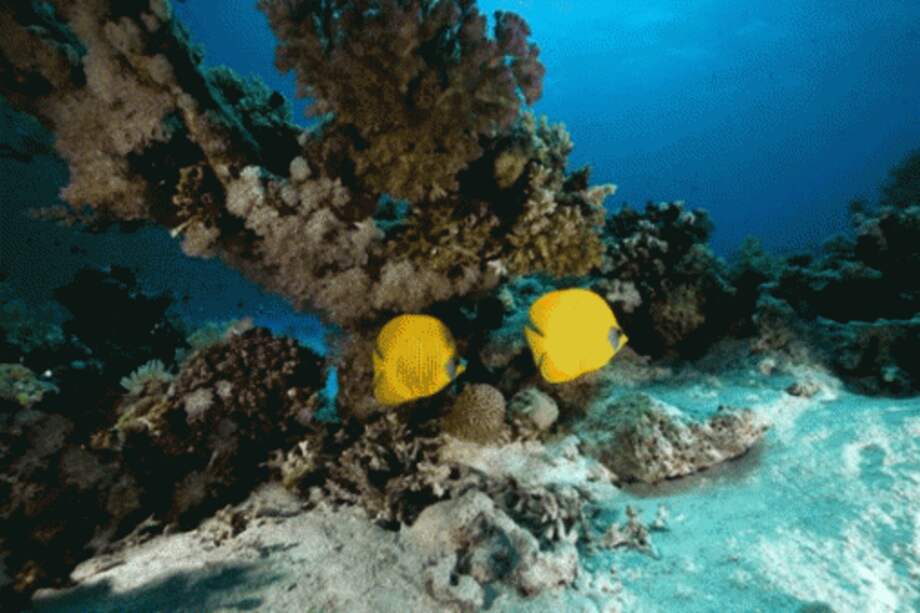 La investigación analizó el impacto del aumento de la temperatura del agua en las larvas de peces recogidas entre el sur de la Gran Barrera de Coral y el norte de Papúa Nueva Guinea, cercana a la línea ecuatorial.