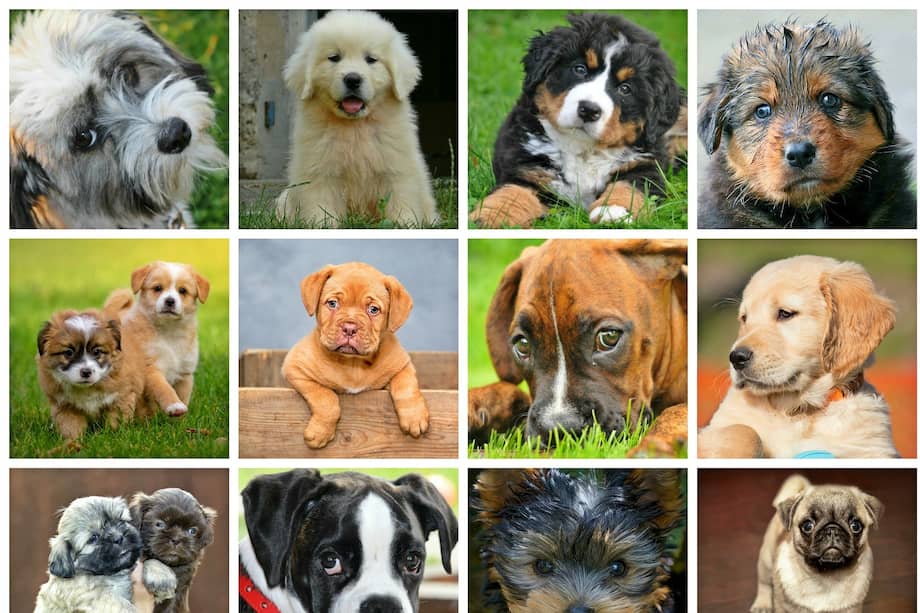 Los perros han sido apareados selectivamente para conseguir características específicas durante miles de años.