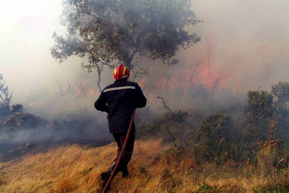 El estudio se centró en los bosques de Mountain Ash, donde se genera casi toda el agua para los cinco millones de habitantes de Melbourne (Australia).
/ EFE