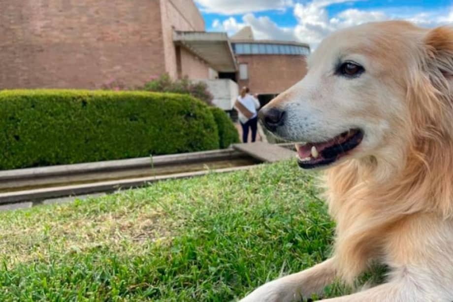 Diferentes bibliotecas públicas de Bogotá como la Virgilio Barco permiten el ingreso de mascotas.