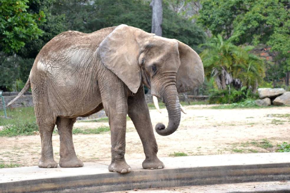 Esta es Ruperta, la elefanta que murió esta semana en un zoológico de Caracas. / Inparques