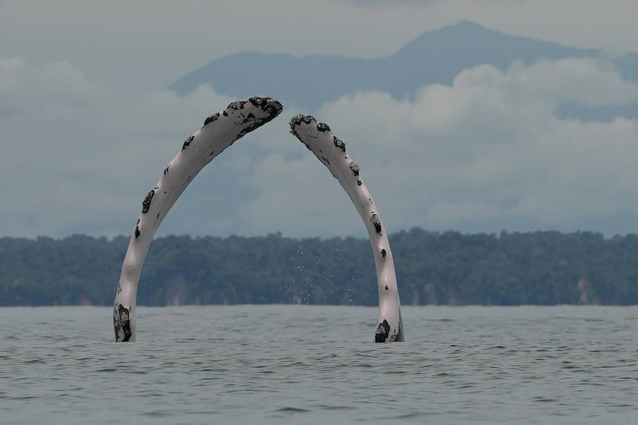 Imagen de referencia. Las ballenas jorobadas llegan al Pacífico para aparearse y dar a luz a sus crías.