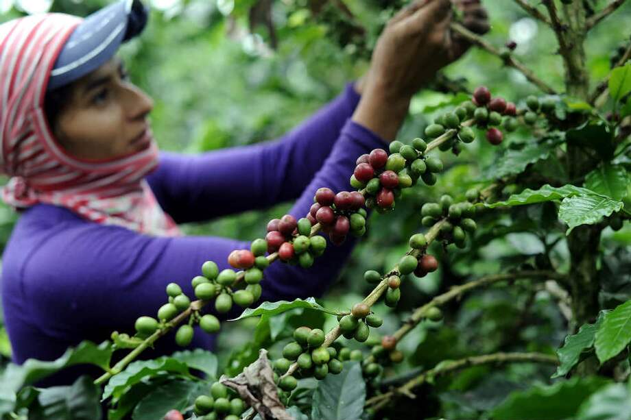 El crecimiento de la producción agropecuaria obedecería a la relativa recuperación de la actividad cafetera. / Óscar Pérez