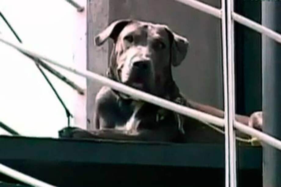 Ataque de perro deja a un menor con graves lesiones