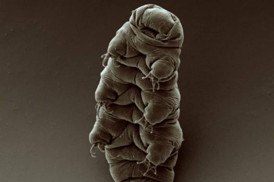Imagen de un tardígrado. / Wikimedia - Creative commons - Goldstein lab