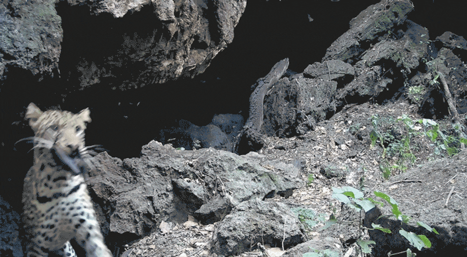 Las pistas que revelan videos de una cueva africana sobre cómo saltan los virus a humanos