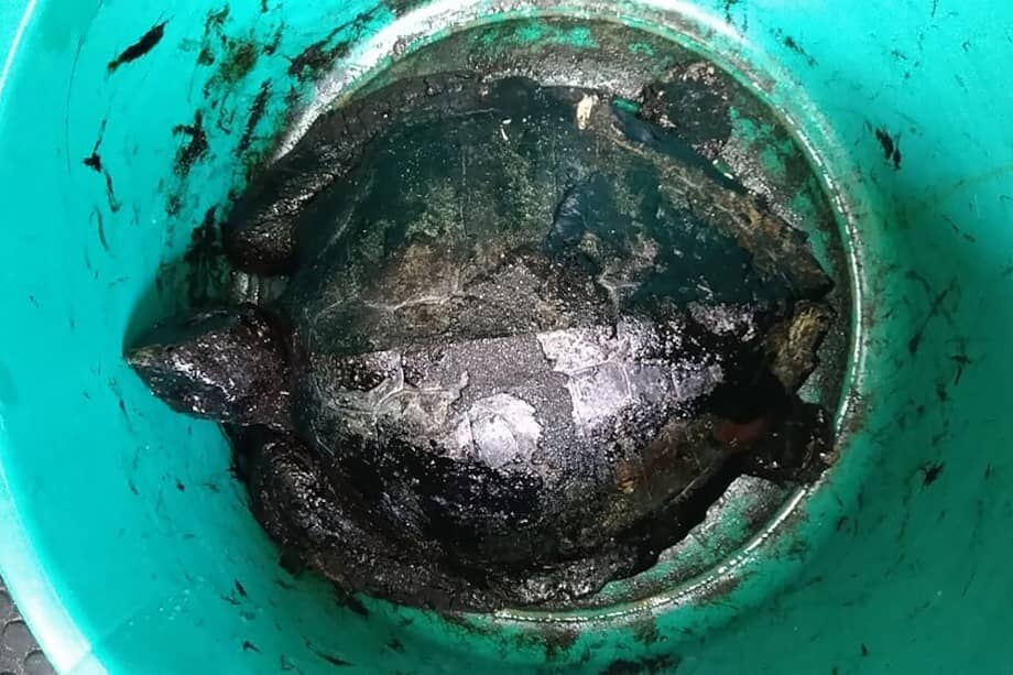 Tortugas y aves han sido las principales afectadas por el derrame de crudo. / AFP