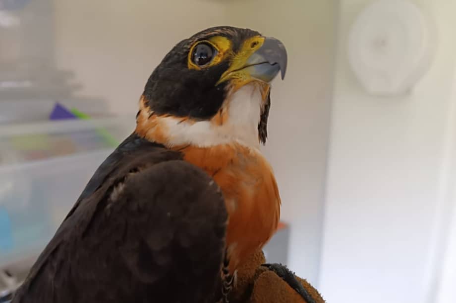 Expertos ejecutaron un examen radiológico en el animal, en donde observaron una lesión traumática en la fúrcula derecha, lo que disminuye su capacidad para volar.