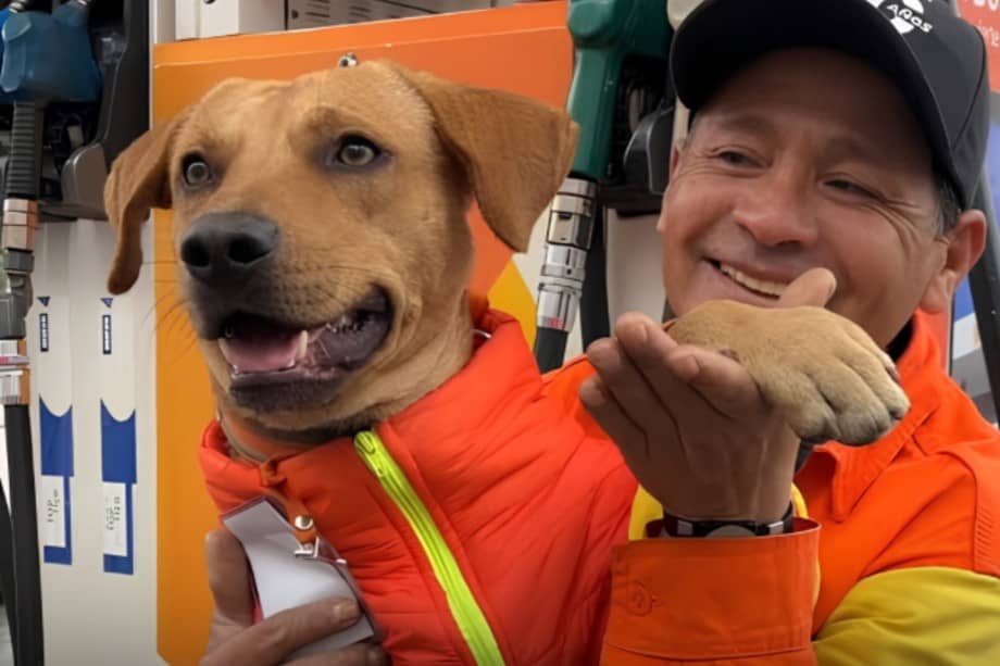 Gringo, el perro callejero que evitó un asalto en una gasolinera de Lima y fue adoptado por el personal .