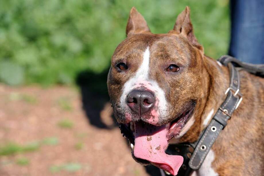 Perros de raza pitbull habrían provocado muerte a presunto ladrón en Bogotá