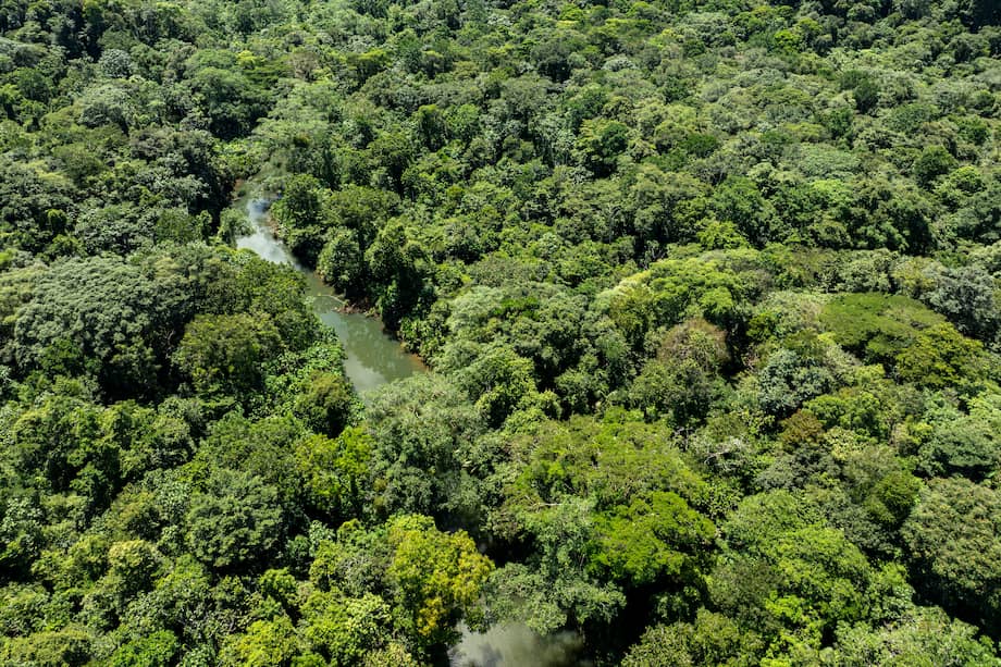 Las iniciativas comunitarias para conservar la naturaleza que surgieron tras el Acuerdo de Paz.
