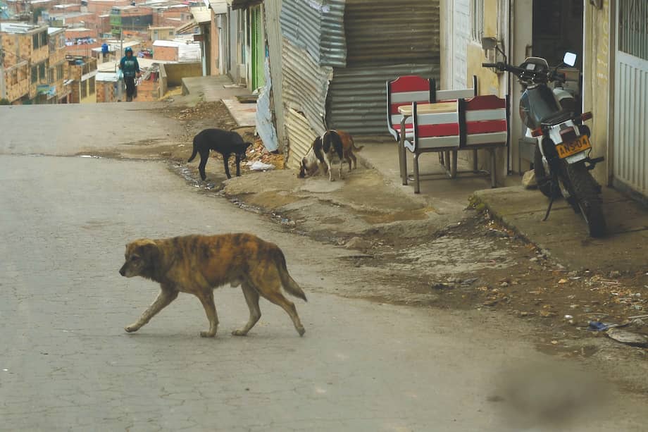 Aunque el Ministerio de Salud estima que existen 9 millones de perros y gatos, el Ministerio de Ambiente le respondió a El Espectador que “actualmente no existen cifras precisas y consolidadas de carácter nacional sobre esta población”.