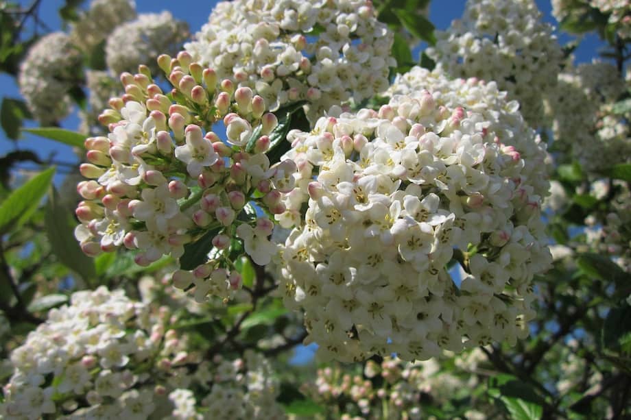 Elegante, resistente y de floración prolongada, el durillo es uno de los arbustos que mejor se adapta a distintos climas sin perder atractivo.