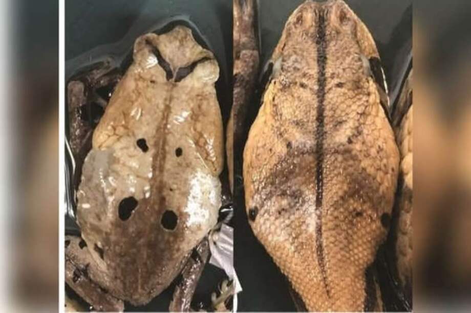 Debido a que la víbora de Gaboon es capaz de causar picaduras mortales, los posibles depredadores probablemente eviten los sapos de aspecto similar para asegurarse de que no cometan un error letal. / Colin Tilbury/Europress