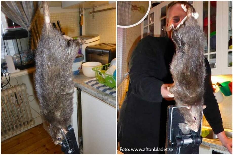 Mega rata que aterrorizó a una familia en Suecia