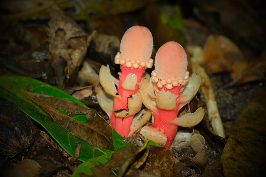 Balanophora fungosa ssp. fungosa fotografiada en la isla de Ishigaki, al sur de la prefectura de Okinawa, cerca de Taiwán.
